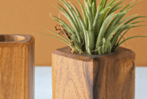 Large Dracaena Marginata