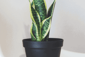Snake Plant Laurentii